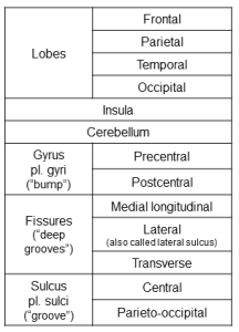 Table of structures of the brain.