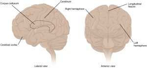 The cerebrum is a large component of the central nervous system in humans, and the most obvious aspect of it is the folded surface called the cerebral cortex. Deep within the cerebrum, the white matter of the corpus callosum provides the major pathway for communication between the two hemispheres of the cerebral cortex.