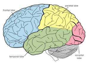 Image of brain showing four major lobes by color indication.