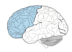 Image of brain highlighting one of four major lobes by color indication. Frontal Lobe