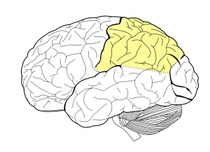 Image of brain highlighting one of four major lobes by color indication. Parietal Lobe.