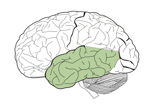 Image of brain highlighting one of four major lobes by color indication. Temporal Lobe.