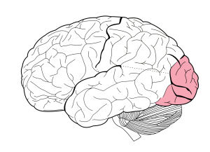 Image of brain highlighting one of four major lobes by color indication. Occipital Lobe.