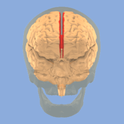 Longitudinal fissure of cerebrum.