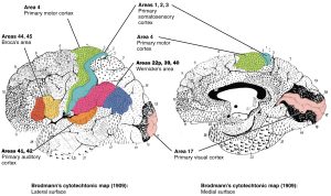 Labeled version of Brodmann's map of the cytoarchitectonic areas of the human brain.