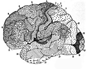 Map developed by Korbinian Brodmann showing cytoarchitectonic areas of human cortex.