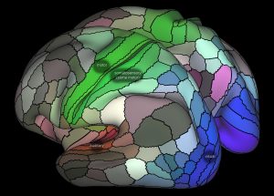 Cortical map, 130 areas with some labels.