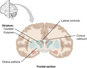The major components of the basal nuclei, shown in a frontal section of the brain, are the caudate (just lateral to the lateral ventricle), the putamen (inferior to the caudate and separated by the large white-matter structure called the internal capsule), and the globus pallidus (medial to the putamen).