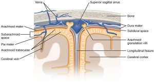 Meningeal Layers of Superior Sagittal Sinus. The layers of the meninges in the longitudinal fissure of the superior sagittal sinus are shown, with the dura mater adjacent to the inner surface of the cranium, the pia mater adjacent to the surface of the brain, and the arachnoid and subarachnoid space between them. An arachnoid villus is shown emerging into the dural sinus to allow CSF to filter back into the blood for drainage.
