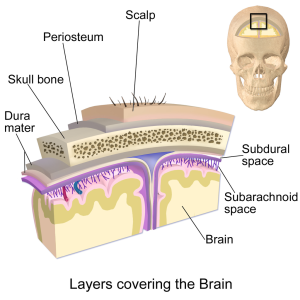 Layers covering the brain.