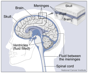 The brain and nearby structures (including the skull, meninges, ventricles and spinal cord). An enlarged inset shows the skull, fluid, and brain.