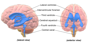 Ventricles of the brain.