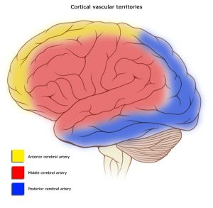 Diagram showing the lateral surface of the brain and the territories supplied by each of the major cerebral arteries.