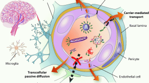 The BBB is formed mainly by the tight brain endothelium, which is surrounded by the basal lamina and regulated by the other cells in the neurovascular unit, including pericytes, glial cells and neurons.