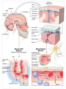 Brain meninges illustration demonstrating viral conduits to the brain.