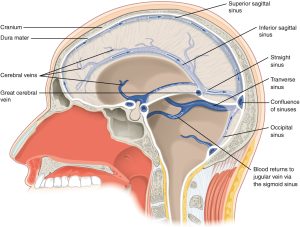 Blood drains from the brain through a series of sinuses that connect to the jugular veins.