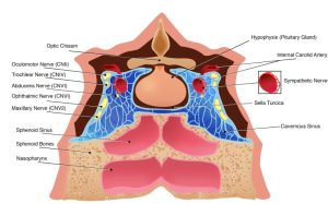 Anatomy of the cavernous sinus.