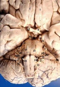 Human brain and brainstem seen from front and below.