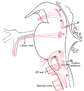 Nuclei of origin of cranial motor nerves schematically represented.