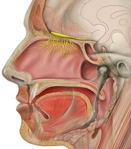 Head anatomy with olfactory nerve.