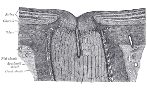 Cross section of the optic nerve head of the human eye.