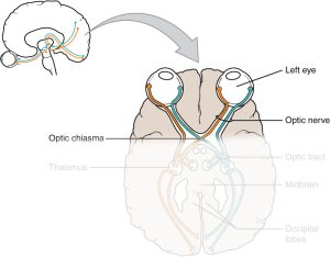 This drawing of the connections of the eye to the brain shows the optic nerve extending from the eye to the chiasm, where the structure continues as the optic tract. The same axons extend from the eye to the brain through these two bundles of fibers, but the chiasm represents the border between peripheral and central.