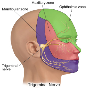 A medical illustration depicting trigeminal nerve.
