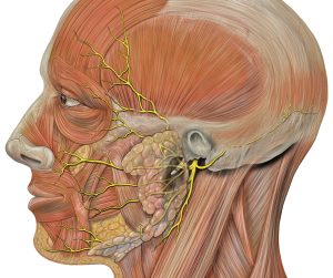 Head facial nerve superficial branches.