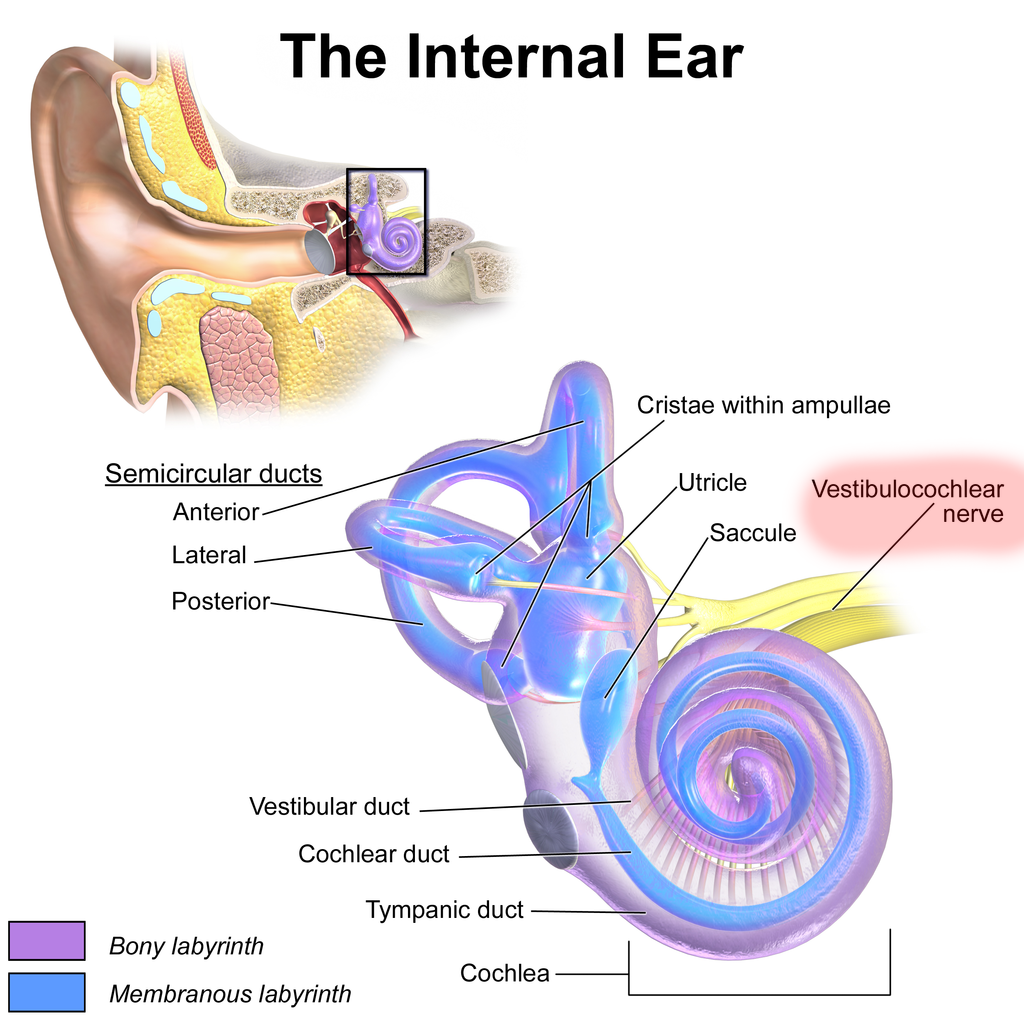 Internal ear anatomy.