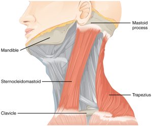 The accessory nerve innervates the sternocleidomastoid and trapezius muscles, both of which attach to the head and to the trunk and shoulders. They can act as antagonists in head flexion and extension, and as synergists in lateral flexion toward the shoulder.