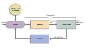 Flowchart of a homeostatic loop.