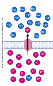 Diagram showing the action of the potassium leakage channel.