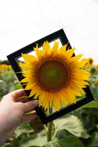 A photo of a hand holding up a black frame to a large, bright yellow sunflower.