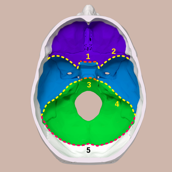 Diagram showing the three cranial fossae.