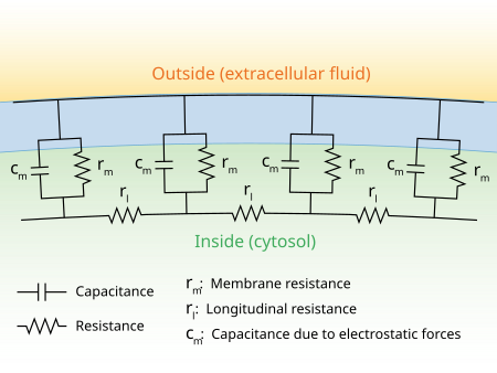 Diagram showing the electrical circuit components underlying cable theory.