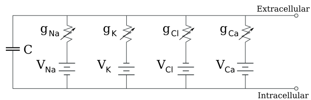 Diagram showing the equivalent circuit model of the neuronal membrane.