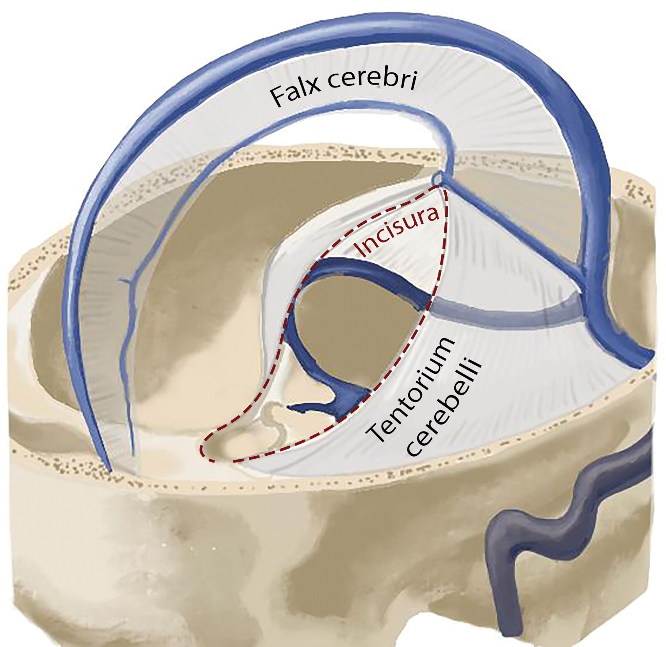 The Cranial Fossae – Advanced Neuroscience