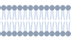 Schematic diagram of the phospholipid molecules making up a cell membrane.