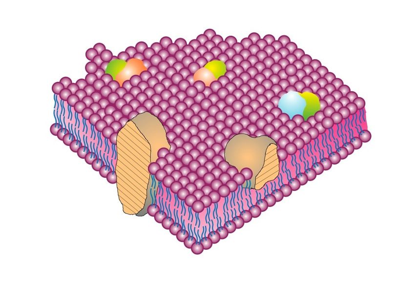 Diagram showing the Singer-Nicholson fluid-mosaic model of the cell membrane.