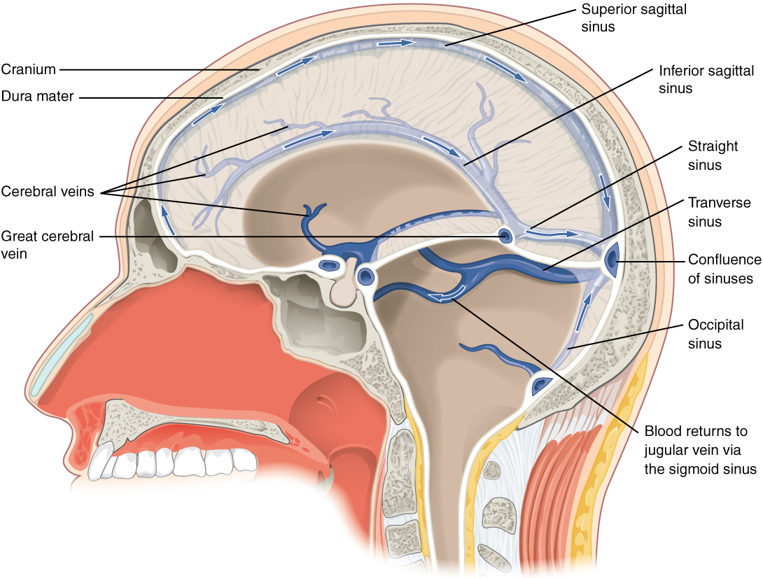 Diagram showing the falx cerebri, the dural sinuses, and veins of the head.