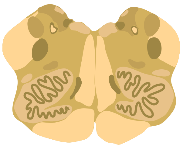 Diagram of a cross-section of the medulla at the mid-medulla level