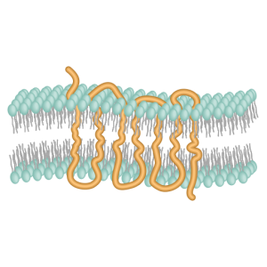 Diagram showing how the G protein coupled receptor is embedded in the cell membrane