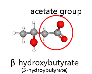 Molecular model of the beta-hydroxybutyrate molecule showing the acetate group which binds to coenzyme A to become acetyl-CoA.