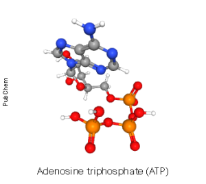 Ball and stick model of adenosine triphosphate