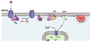 Diagram showing how G protein coupled receptors activate protein kinase C