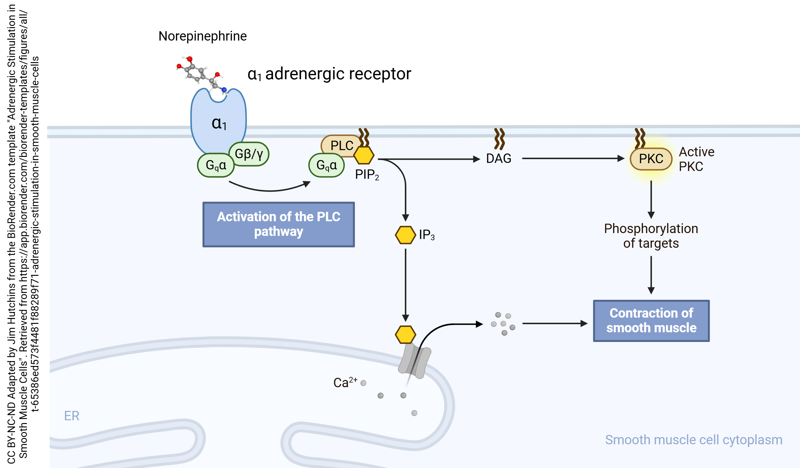 Diagram showing how binding of the norepinephrine molecule is transduced into the release of intracellular calcium.