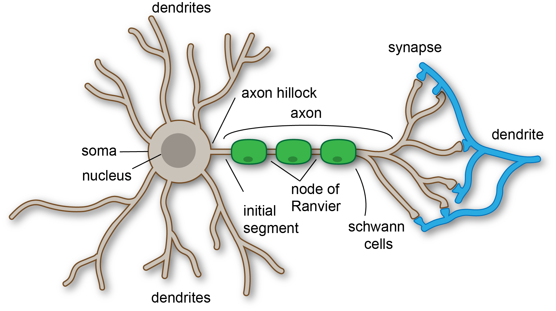 This is a diagram of a neuron showing the cell body, or soma, with the nucleus in the center. Dendrites branch out around the soma. The axon hillock is the beginning of the longer armed portion of the neuron, leading into the initial segment. Schwann cells segment the way down the axon, with spaces in between called nodes of Ranvier. Branching from the bottom of the axon are synapses that are connected to the dendrites of a new neuron.