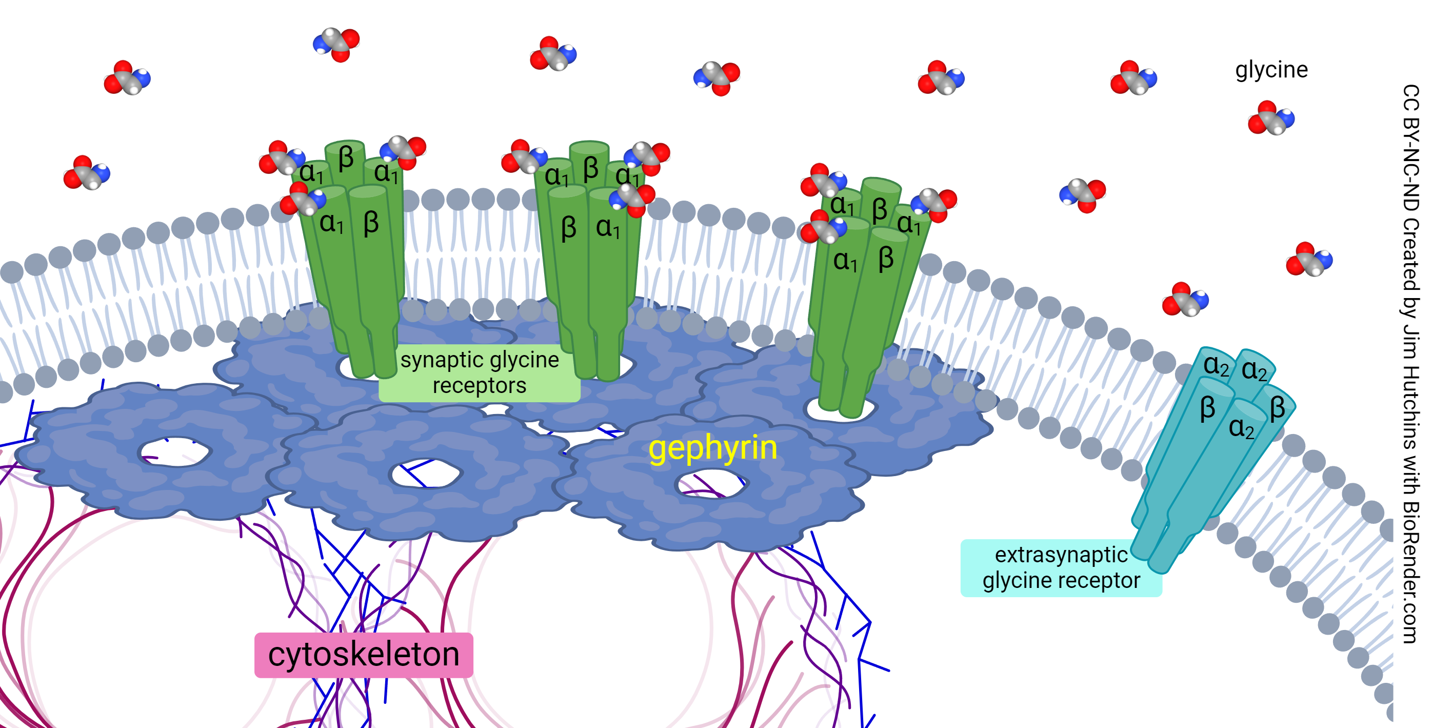 Diagram showing how the protein gephyrin anchors the glycine receptor to the postsynaptic membrane.