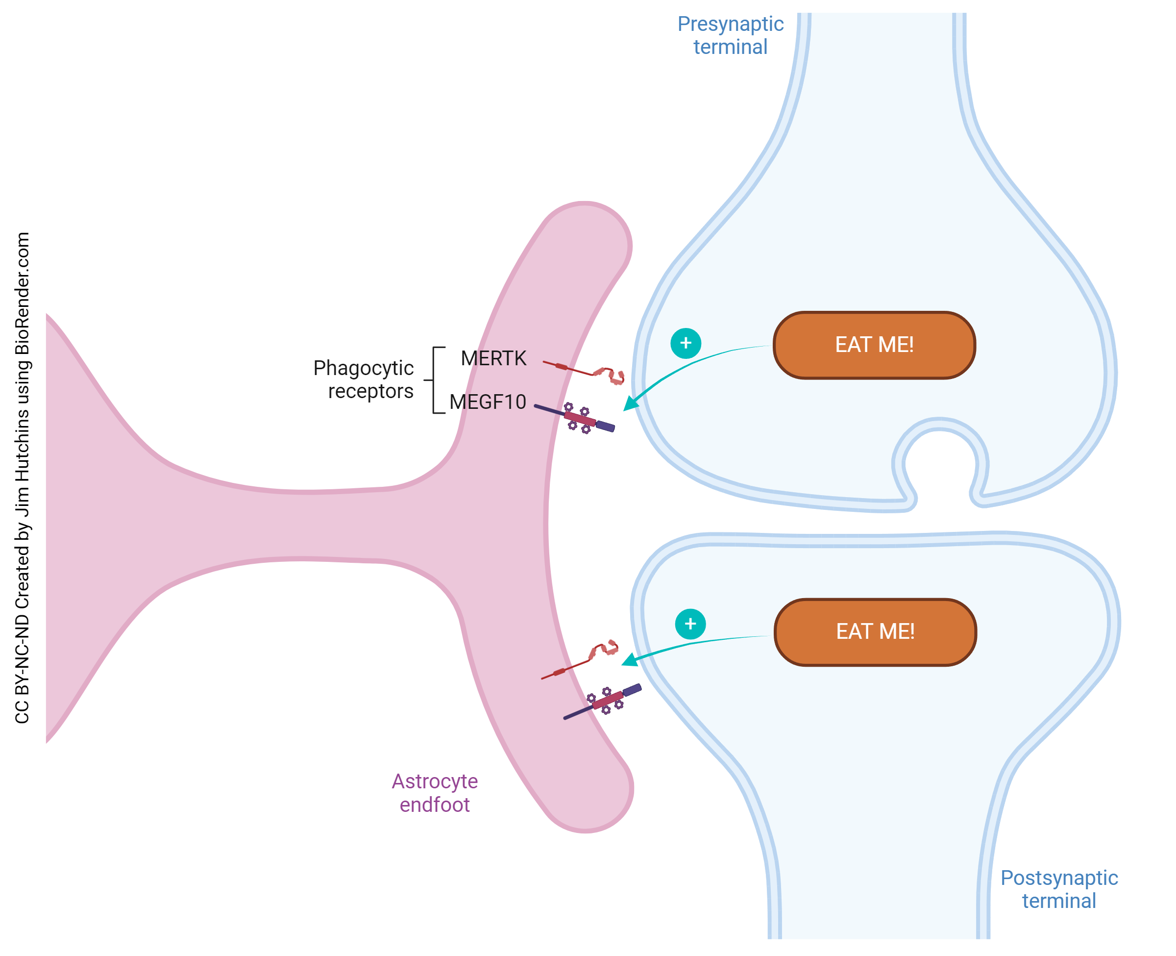 Diagram illustrating the involvement of phagocytic receptors in synaptic pruning.