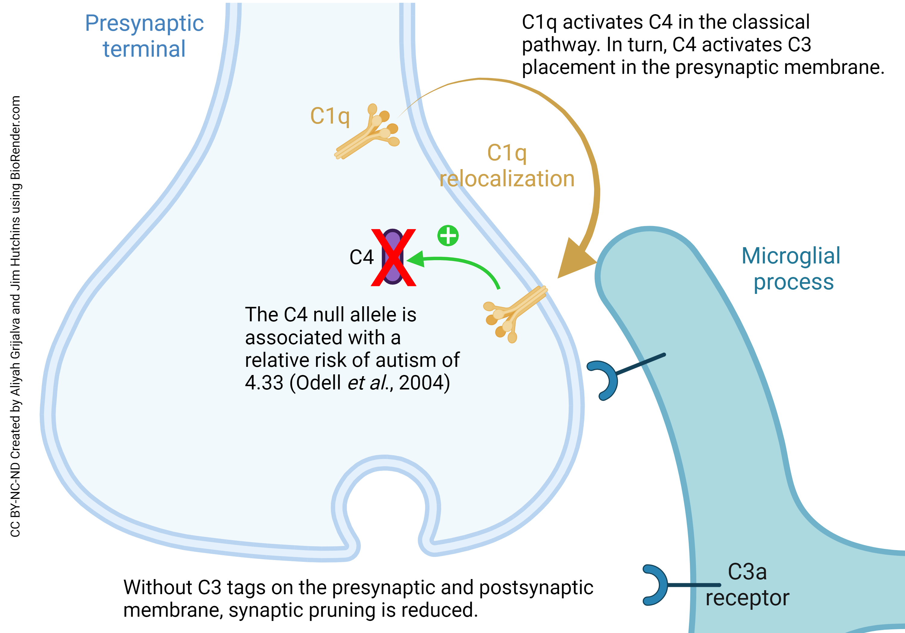 Diagram showing the role of complement C4 in synaptic pruning.